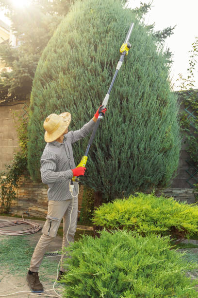 Reliable Millersville, PA  Tree Services Solutions