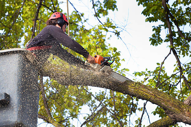 How Our Tree Care Process Works  in  Millersville, PA